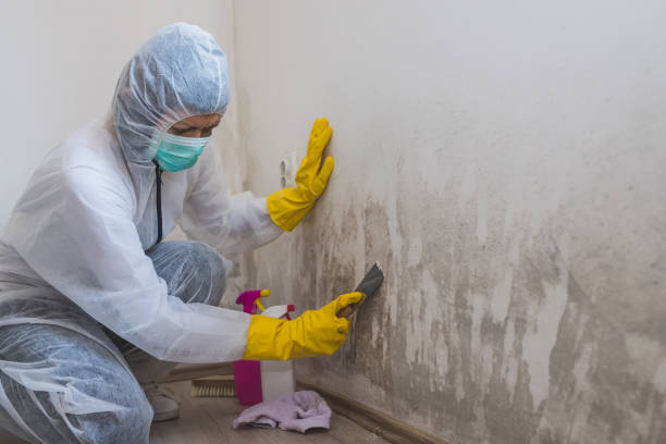 Water damage restoration mold remediation